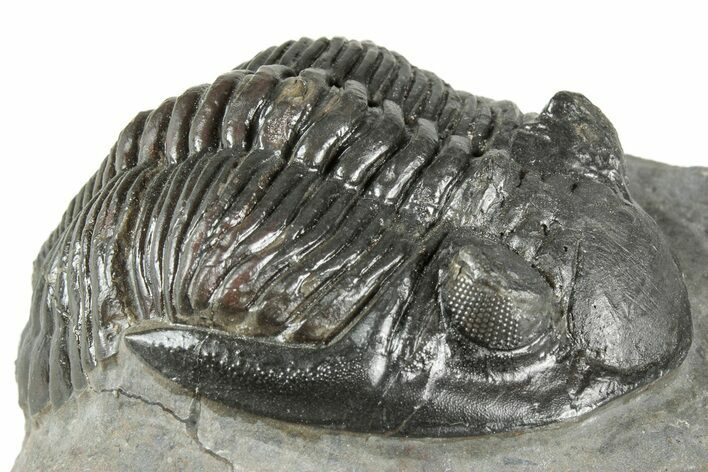Detailed Hollardops Trilobite Fossil - Ofaten, Morocco #359506